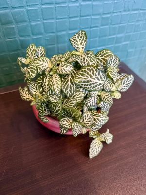 Fittonia Moonlight