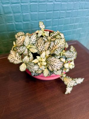 Fittonia White Forest Flame