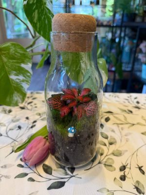 Gombi florárium