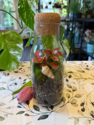 Kagylós csigás florárium