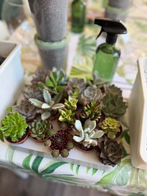 Pozsgás Gömb Florárium workshop 06.28