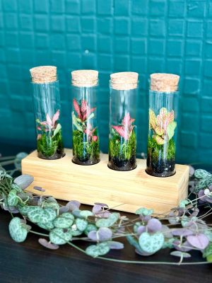 mini florárium,minikert, florárium, szobanövény, növény, gondozásmentes, palackkert, terrarium