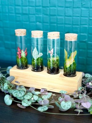 mini florárium,minikert, florárium, szobanövény, növény, gondozásmentes, palackkert, terrarium