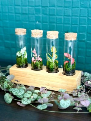 gondozásmentes, florárium, palackkert, minikert, mini florárium, szobanövény, alacsony fényigényű, növények kezdőknek, kezdő florárium, kis helyen elférő növények
