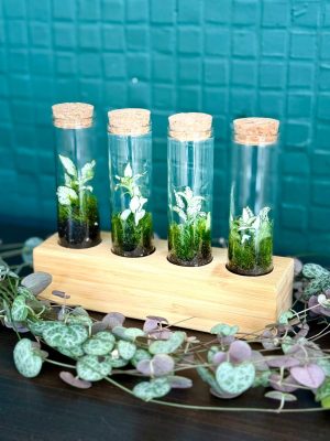 mini florárium,minikert, florárium, szobanövény, növény, gondozásmentes, palackkert, terrarium
