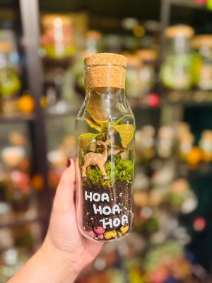HOA-HOA-HOA florárium