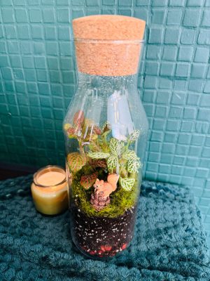 Tobozos mókus florárium