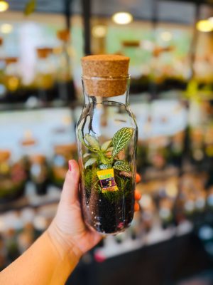 Gumicukor florárium